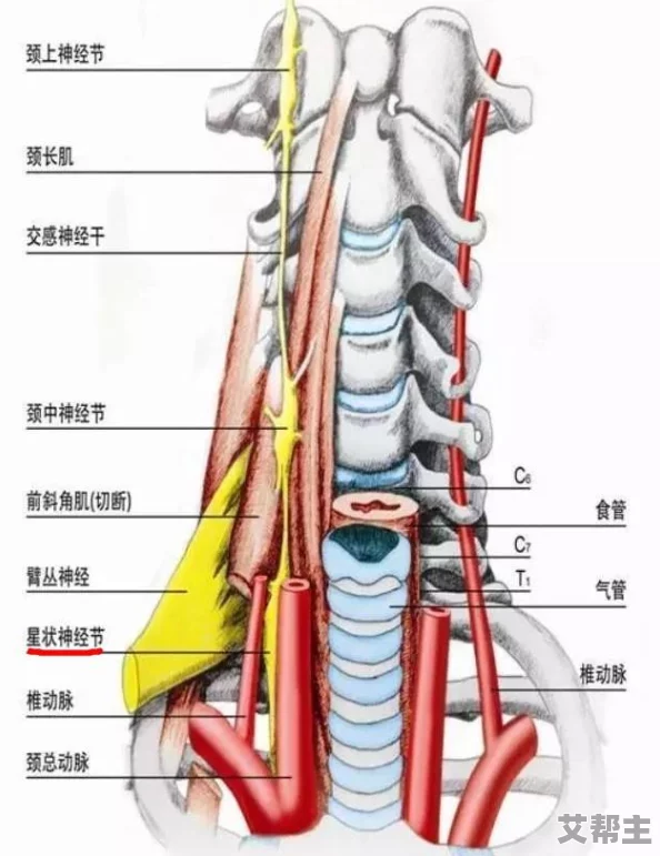 一亲二膜三叉四注：新动态揭示了这一理论在现代医学中的应用潜力与未来发展方向，值得关注与研究