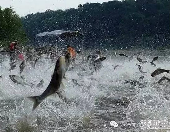 鲤鱼喝水姿势图片：奇特瞬间引发网友热议，水中优雅动作令人惊叹不已！