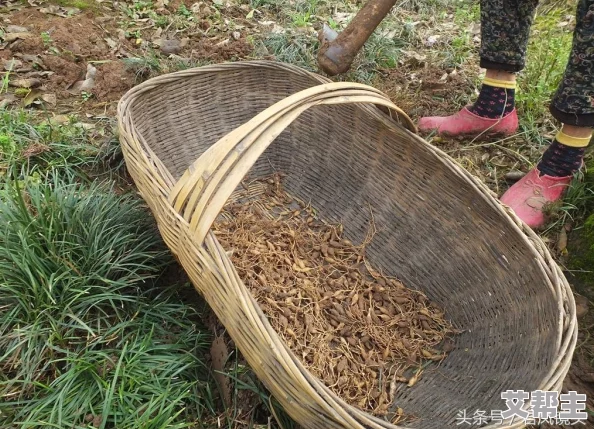 久草免费福利视频：网友们对这一平台的看法各异，有人认为内容丰富，更新及时，也有人担心版权和安全问题